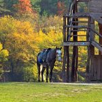 sunny day in the mountains. the old gray horse is tied to an old wooden barn 