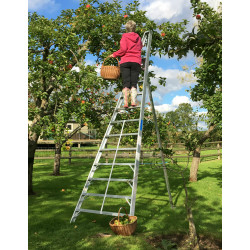 Fruit Picking Ladders