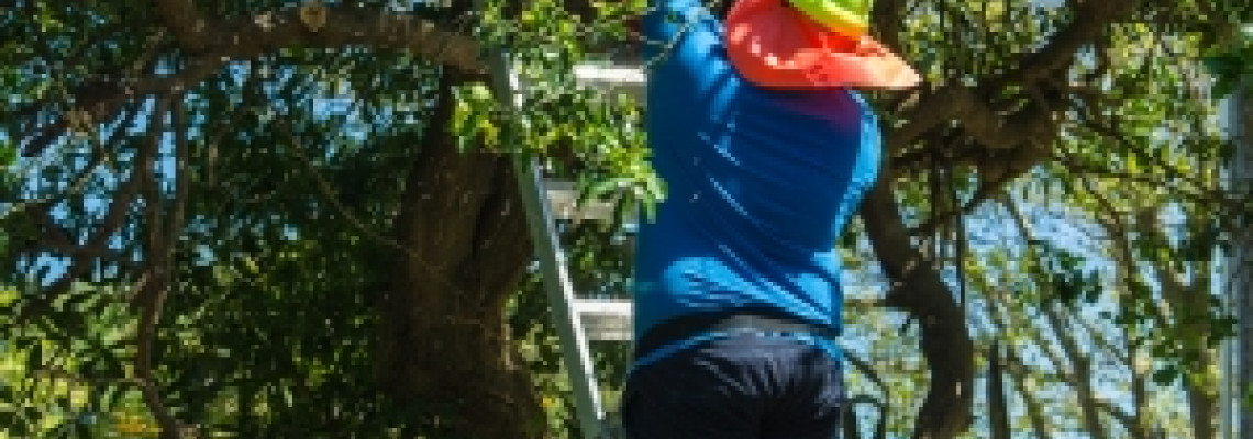 Ladders And Trees – A Recipe For Disaster
